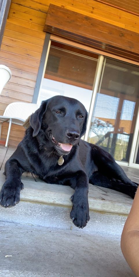 PERDUES LEISSI labrador noire tatouée et pucée collier gris, IZZY bouvier australien (chienne bleue) collier mauve à Tontouta le 04/01/2020 Perdu136