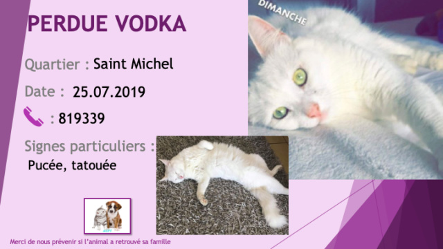 chatte - PERDUE VODKA chatte blanche yeux verts stérilisée tatouée et pucée à Saint Michel le 25/07/2019 Perdu143