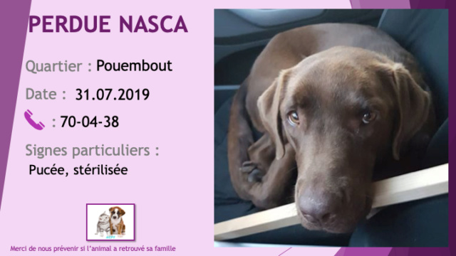 PERDUE NASCA type braque / labrador marron (chocolat) stérilisée, pucée à Pouembout le 31/07/2019 Perdu155