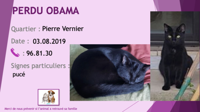 PERDU OBAMA chat noir avec quelques poils blancs poitrail et cou pucé à Pierre Vernier le 03/08/2019 Perdu160