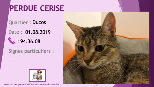 PERDUE CERISE chatte tigrée pucée, tatouée "O" à l'oreille à Ducos le 01/08/2019 Perdu165
