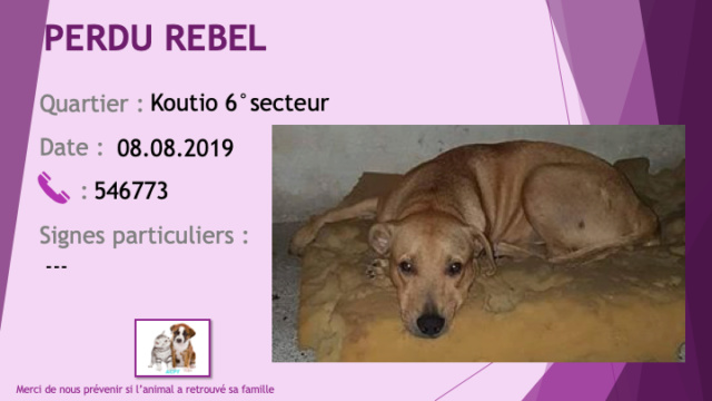 PERDU REBEL chien fauve à Koutio 6° secteur le 08/08/2019. Perdu166
