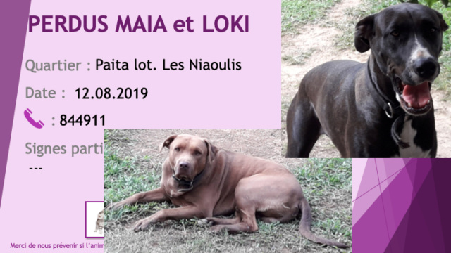 PERDUS MAIA croisée pitbull noire avec du blanc et LOKI pitbull marron à Paita lot. Les Niaoulis le 12/08/2019 Perdu171
