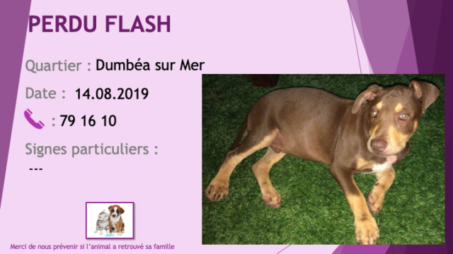 PERDU FLASH chiot marron et beige tâche blanche poitrail oreilles demi-tombantes à Dumbéa sur Mer le 14/08/2019 Perdu173