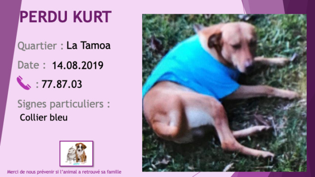 PERDU KURT chien fauve collier bleu à la Tamoa le 14/08/2019 Perdu177