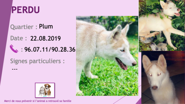 PERDU husky blanc et beige clair (sable) yeux vairons (1 bleu l'autre moitié bleu moitié vert) à Plum le 22/08/2019 Perdu191