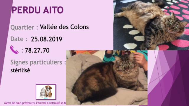 PERDU AITO chat tigré poils longs stérilisé à la Vallée des Colons le 25/08/2019 Perdu201