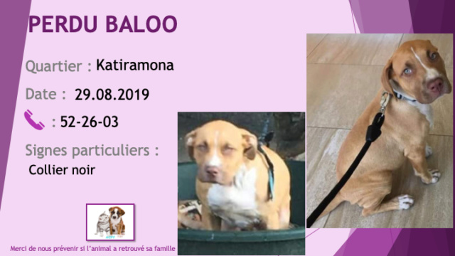 PERDU BALOO chiot pitbull fauve (beige) chaussette, cou, poitrail bout de nez blancs collier noir à Katiramona le 28/09/2019 Perdu209