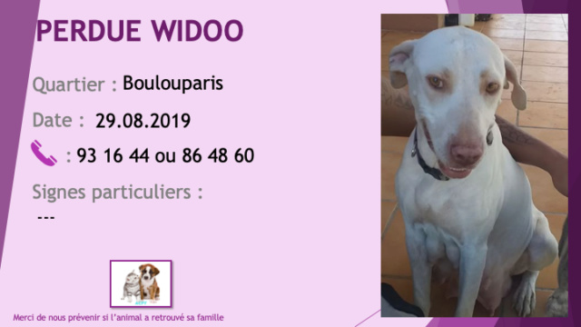 PERDUE WIDOO chienne blanche avec des tâches crèmes à Boulouparis le 29/08/2019 Perdu211