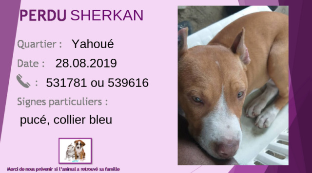 pitbull - PERDU SHERKAN chiot pitbull beige (marron clair) et blanc pucé collier bleu à Yahoué le 28/08/2019 Perdu214