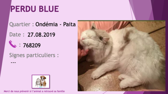 PERDU BLUE chat blanc avec très peu de tâches marron à Ondémia Paita le 27/08/2019 Perdu219