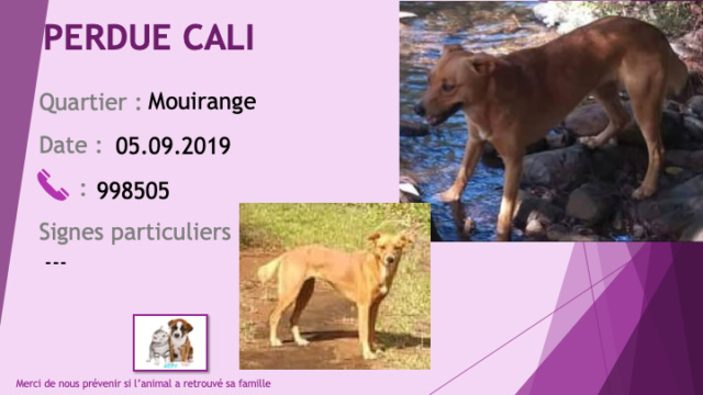 PERDUE CALI chienne fauve stérilisée à Mouirange le 05/09/2019 Perdu236