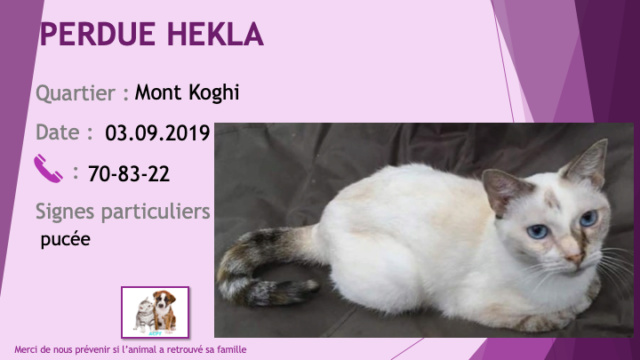 chatte - PERDUE HEKLA chatte blanche crème et tigrée yeux bleus, pucée au Mont Koghi le 03/09/2019 Perdu238