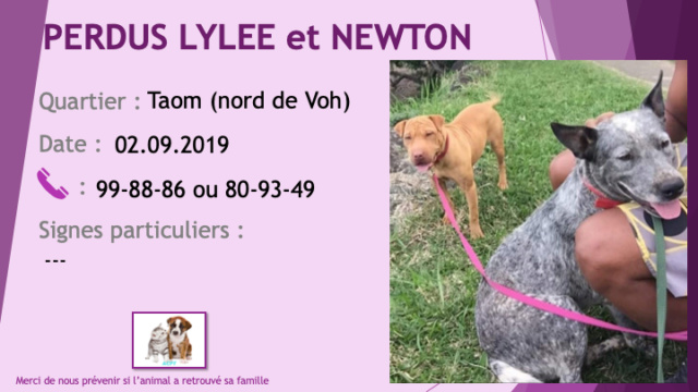 PERDUE LYLEE pitbull oreilles non coupées fauve (marron) et Newton bouvier australien (chien bleu) à Taom (nord de Voh) le 02/09/2019 Perdu239