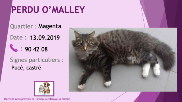 PERDU O'MALLEY chat tigré chaussettes et sous le cou blancs poils longs castré, pucé secteur Magenta le 13/09/2019 Perdu242