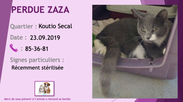 PERDUE ZAZA chatte grise souris et blanche récemment stérilisée à Koutio Secal le 23/09/2019 Perdu255