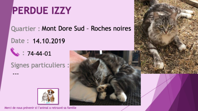 PERDUE IZZY chatte tigrée chaussettes blanches poils mi-longs au Mont Dore Sud  le 14/10/2019 Perdu305