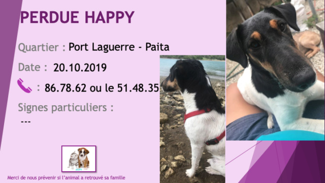 PERDUE HAPPY fox terrier noire blanche avec un peu de feu à Port Laguerre Paita le 20/12/2019 Perdu314