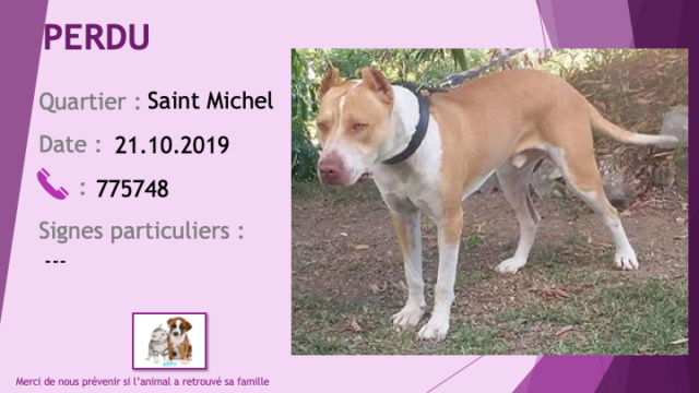 pitbull - PERDU MARSOUIN pitbull fauve (beige) et blanc oreilles coupées à Saint Michel le 21/10/2019 Perdu317