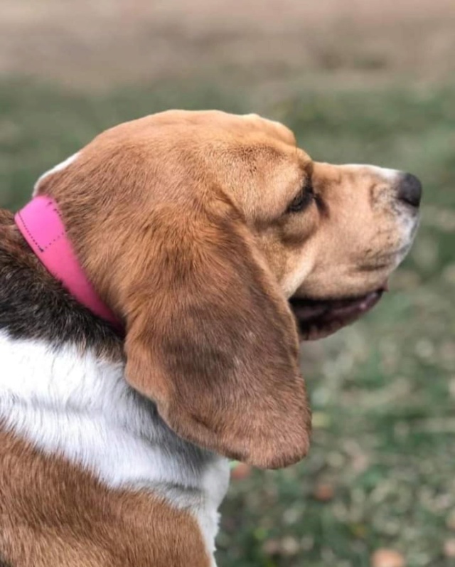 PERDUE LOLITA beagle avec de l'embonpoint collier rose à Gouaro Bourail le 14/09/2020 Perdu323