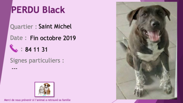 pitbull - PERDU BLACK pitbull marron foncé (noir?) et blanc collier rouge à Saint Michel fin octobre 2019  Perdu342