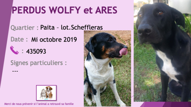 PERDUS WOLFY et ARES 1 chien noir blanc avec un peu de feu et 1 noir tâche blanche poitrail à Paita Scheffleras vers la mi octobre 2019 Perdu347