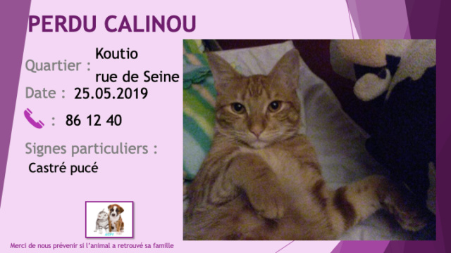 PERDU CALINOU chat tigré roux sable castré et pucé à Koutio le 25/05/2019 Perdu35