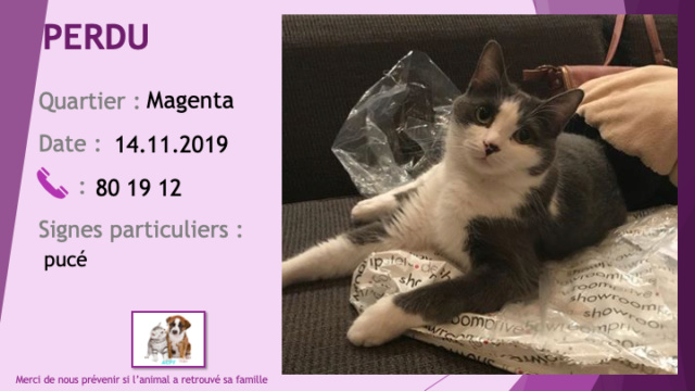 PERDU chat gris et blanc pucé à Magenta le 14.11.2019 Perdu353