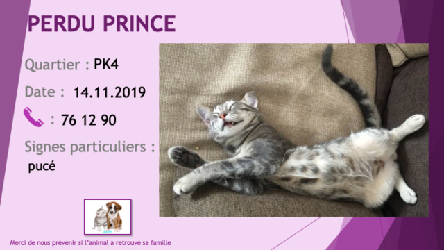 PERDU PRINCE chat tigré gris pucé au PK4 le 14/11/2019 Perdu355