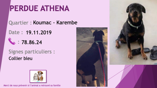 PERDUE ATHENA rottweiler collier bleu à Koumac Karembe le 19/11/2019 Perdu360