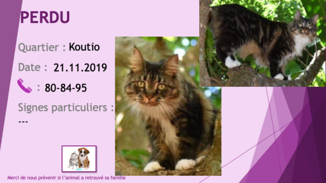 chatte - PERDUE MINETTE chatte tigrée chaussettes et poitrail et sous le cou blancs à Koutio le 21/11/2019 Perdu364