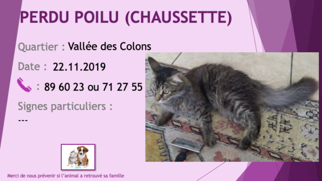 PERDU CHAUSSETTE ou POILU chat tigré poils mi-longs à la Vallée des Colons le 22/11/2019 Perdu366