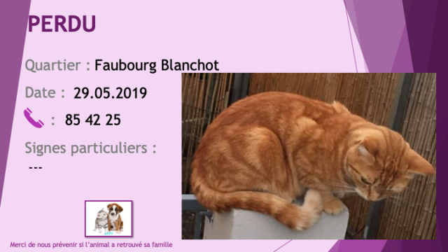 ROUX - PERDU chat tigré roux au Faubourg Blanchot le 29/05/2019 Perdu39