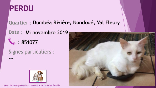 PERDU chat blanc poils mi longs yeux verts, castré et pucé secteur Dumbéa Rivière Nondoué et Val Fleury mi Novembre 2019 Perdu391