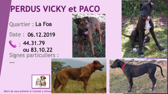 PERDUE VICKY chienne marron et fauve stérilisée, tatouée collier noir et Paco jeune chien noir avec tâche poitrail et chaussettes blanches à La Foa le 06/12/2019 Perdu396