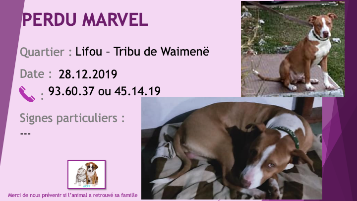 pitbull - PERDU MARVEL pitbull marron et blanc oreille non coupées à la Tribu de Waimenë Lifou le 28/12/2019 Perdu424