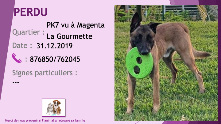 PERDU malinois 1 oreille cassée, collier noir au PK7 le 31/12/2019 Perdu436