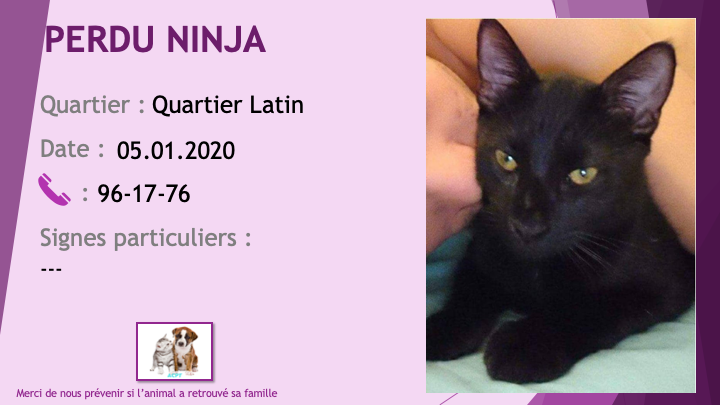 PERDU NINJA chat noir au Quartier Latin le 05.01.2020 Perdu448