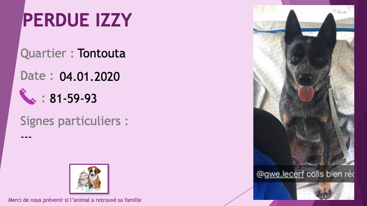 tontouta - PERDUES LEISSI labrador noire tatouée et pucée collier gris, IZZY bouvier australien (chienne bleue) collier mauve à Tontouta le 04/01/2020 Perdu455