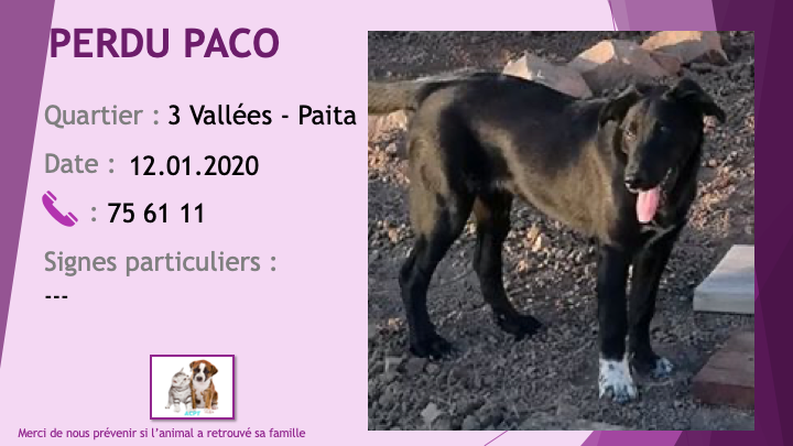 chien - PERDU PACO jeune chien noir chaussette blanche patte avant droite aux 3 Vallées Paita le 12/01/2020 Perdu465