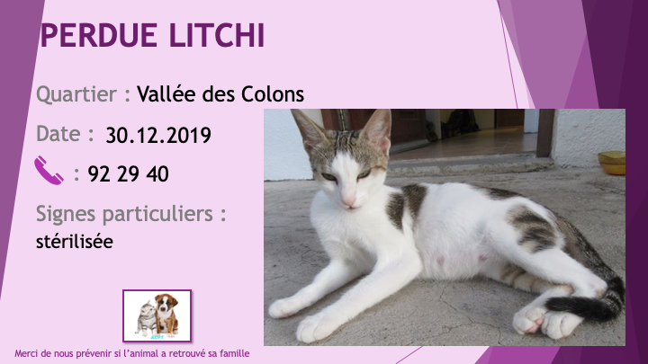 chatte - PERDUE LITCHI chatte blanche et tigrée stérilisée à la Vallée des Colons le 30/12/2020 Perdu469