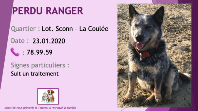 dore - PERDU RANGER bouvier australien (chien bleu) lot. Schonn La Coulée Mont Dore le 23/01/2020 Perdu494