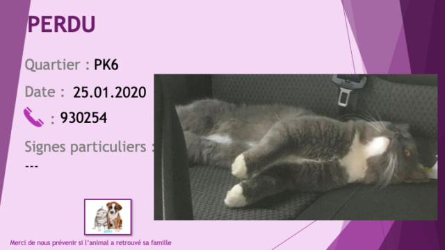 PERDU chat gris souris blanc sous le cou, chaussettes et sous le ventre au PK6 le 25/01/2020 Perdu508