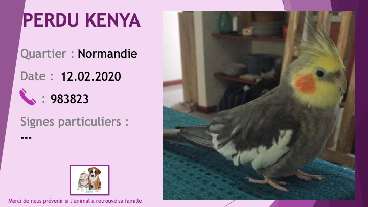 PERDU KENYA calopsitte à Normandie le 12/02/2020 Perdu533