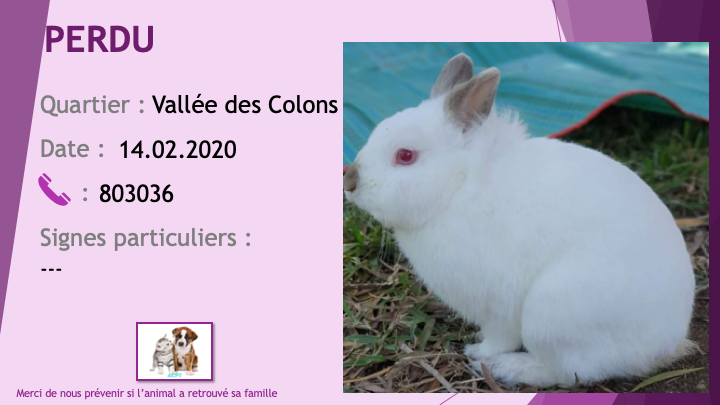 PERDU lapin blanc à la Vallée des Colons le 14/02/2020 Perdu539