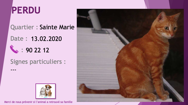 PERDU chat tigré roux à Sainte Marie le 13/02/2020 Perdu542