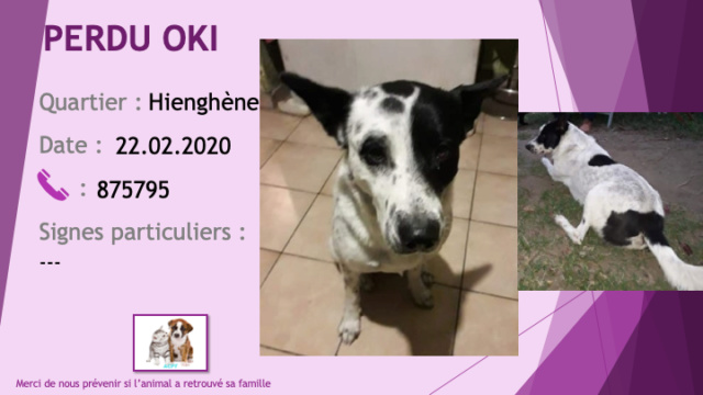 PERDU OKI chien blanc moucheté et tâches noires 2 oreilles noires à Hienghene le 22/02/2020 Perdu559