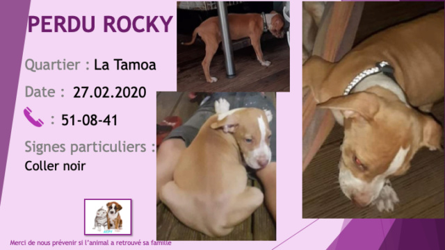 PERDU ROCKY chiot pitbull fauve et blanc de 2,5 mois collier noir à la Tamoa le  Perdu566
