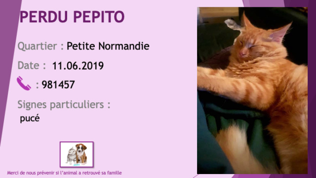 PERDU PEPITO jeune chat roux tigré pucé à Petite Normandie le 11/06/2019 Perdu58