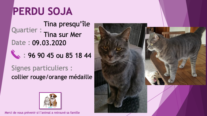 PERDU SOJA chat gris tigré collier noir / orange avec médaille à Tina Presqu'île / Tina sur Mer le 09/03/2020 Perdu584